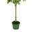 38'' Faux Foliage Tree in Pot Liner