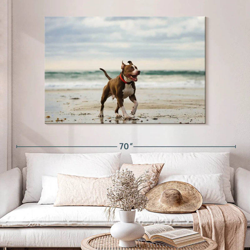 Brampt Pit Bull sur la plage, H 34 po x l 51 po