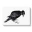 Crow by Katsushika Hokusai - Wrapped Canvas-55371441
