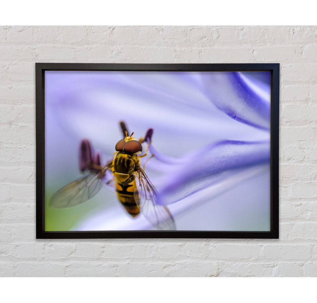 Schwebende Fliege auf einer lila Blume - Einzelbildrahmen Kunstdrucke auf Leinwand