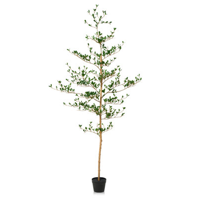 Adcock Olive Tree in Pot