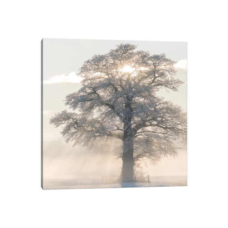 Winter King by Lars Van De Goor - Wrapped Canvas Print, 30.48 cm H x 30.48 cm W
