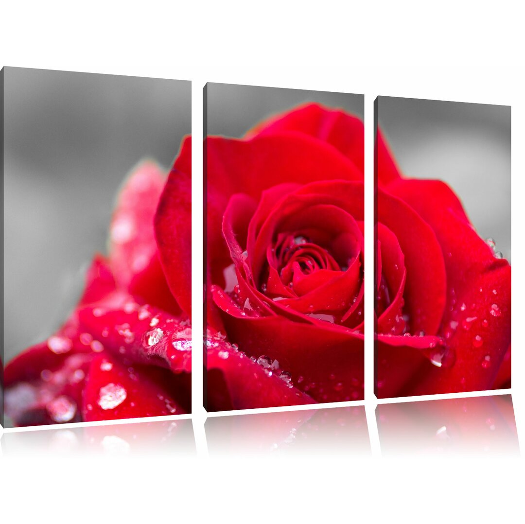 3-tlg. Leinwandbilder-Set „Wunderschöne Rose mit Wassertropfen“, Fotodruck