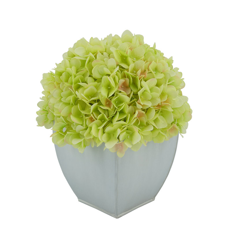 Arrangements floraux d'hortensias en pot, Vert
