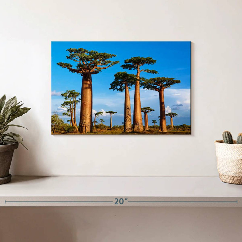 Morondava, forêt de Baobab, H 8 po x l 12 po