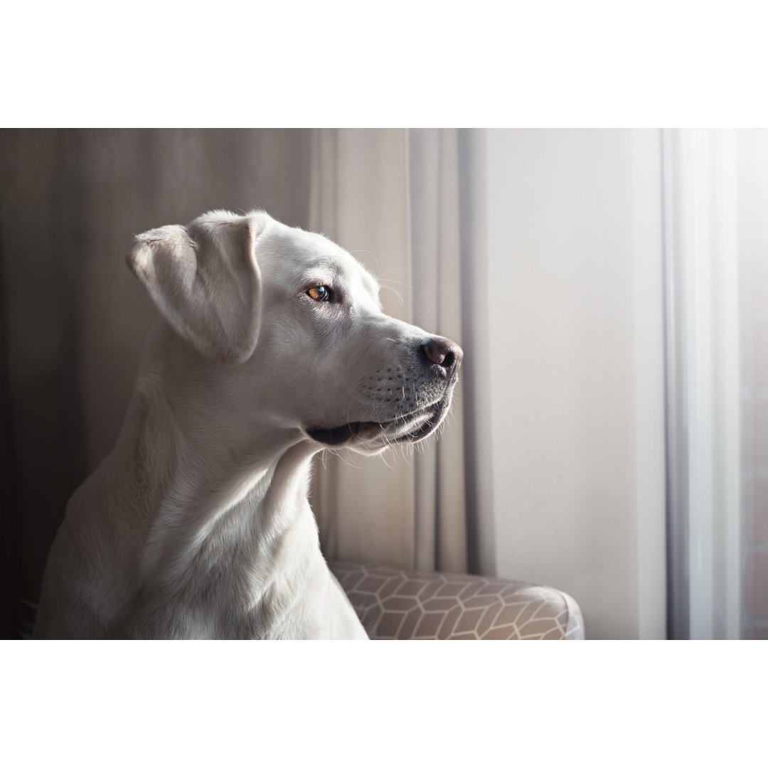 Leinwandbild Hübscher Labrador Retriever Hundewelpe schaut aus einem Fenster in einer Wohnung