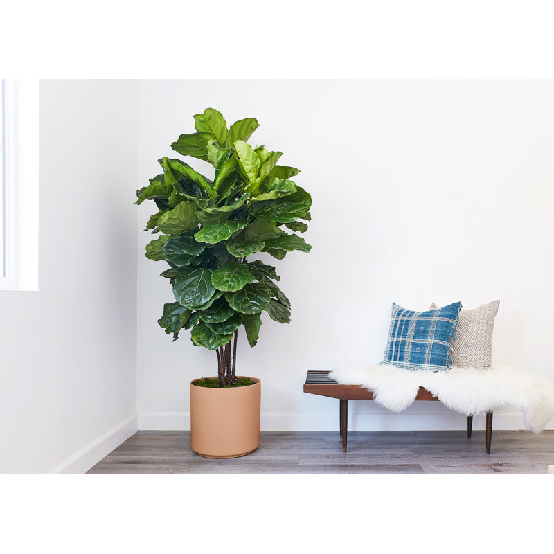 Pot de fleurs en grès cérame, Pêche, H 15,25 po x l 15 po x P 15 po