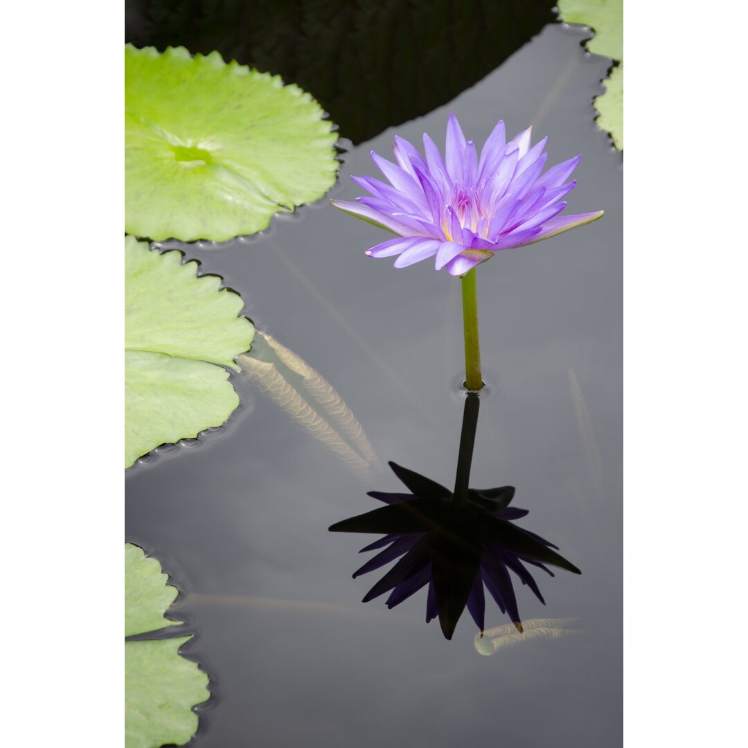 Leinwandbild Water Lily Flowers VI