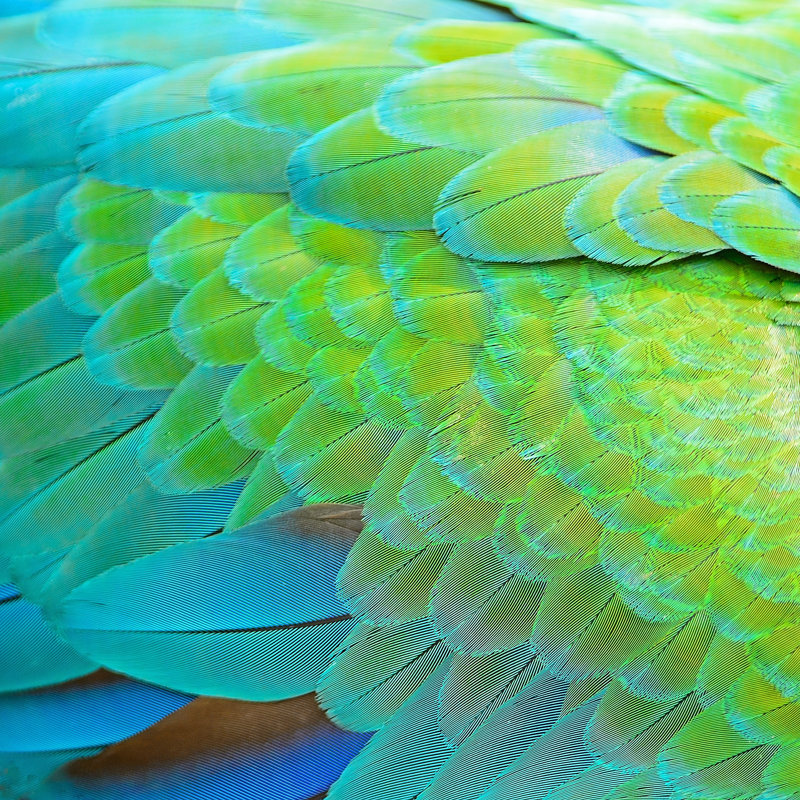 Harlequin Macaw Feathers by Panuruangjan - Wrapped Canvas Print, 30cm H x 30cm W