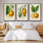 Citron français I 3 pièces-97795857-97795862