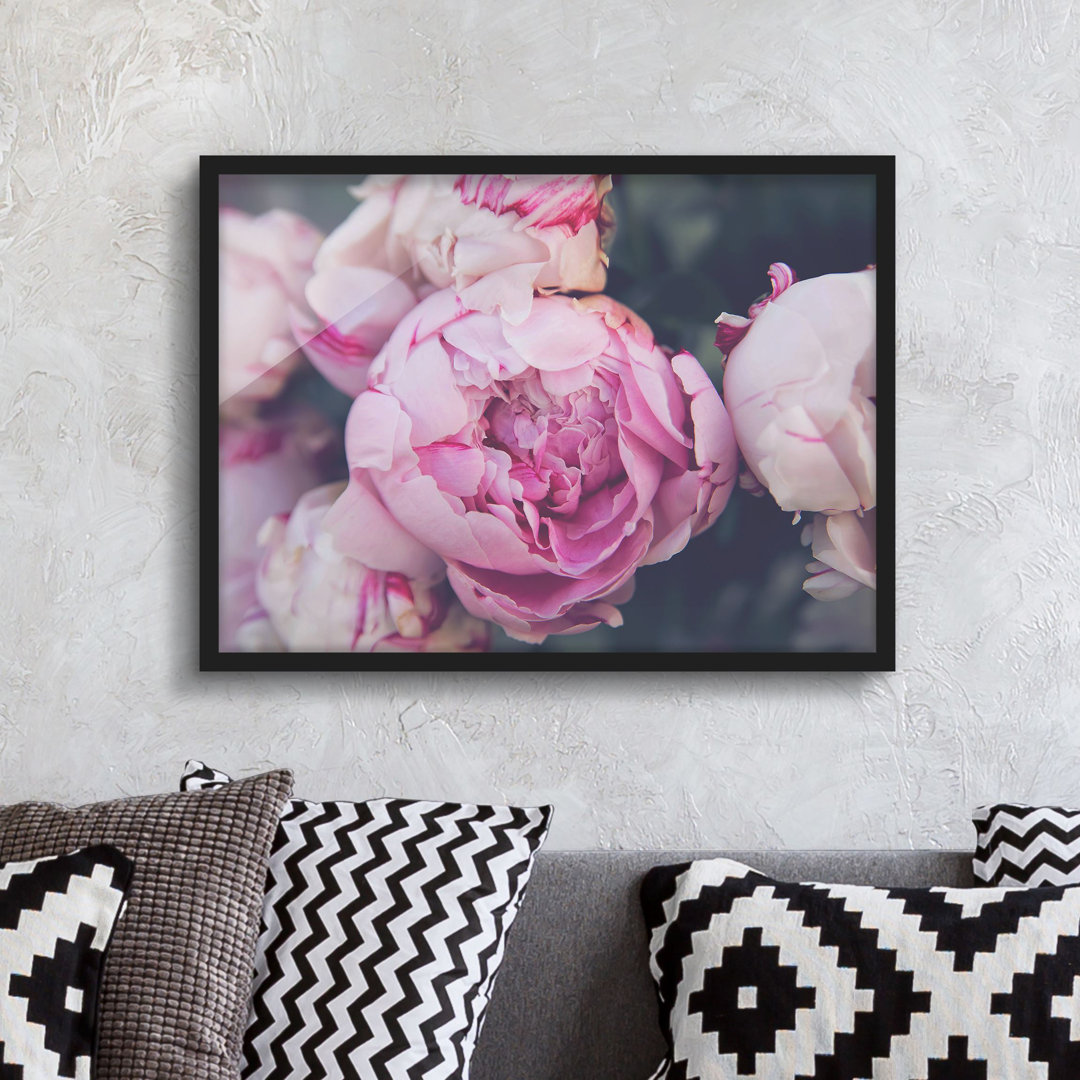 Gerahmtes Poster Peony Blossom Shabby