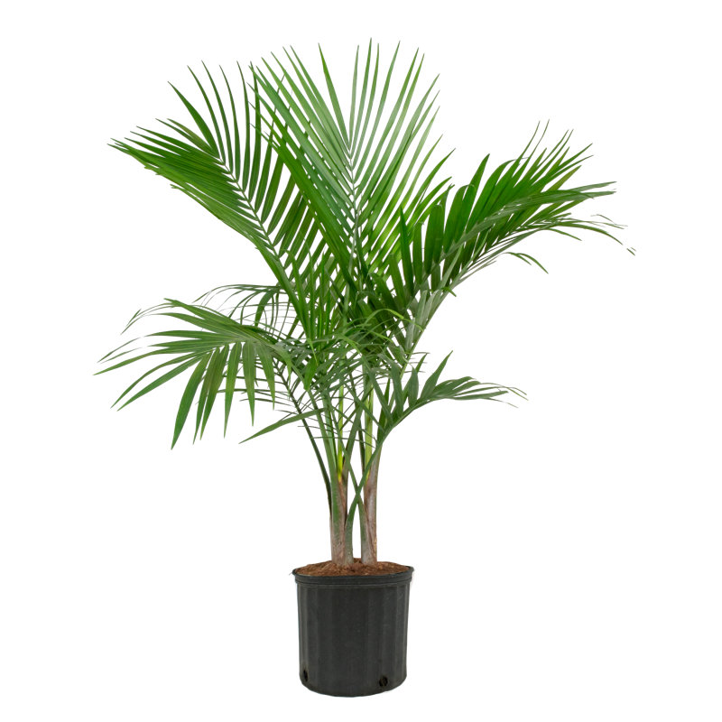 Majesty Palm Tree in Nursery Pot