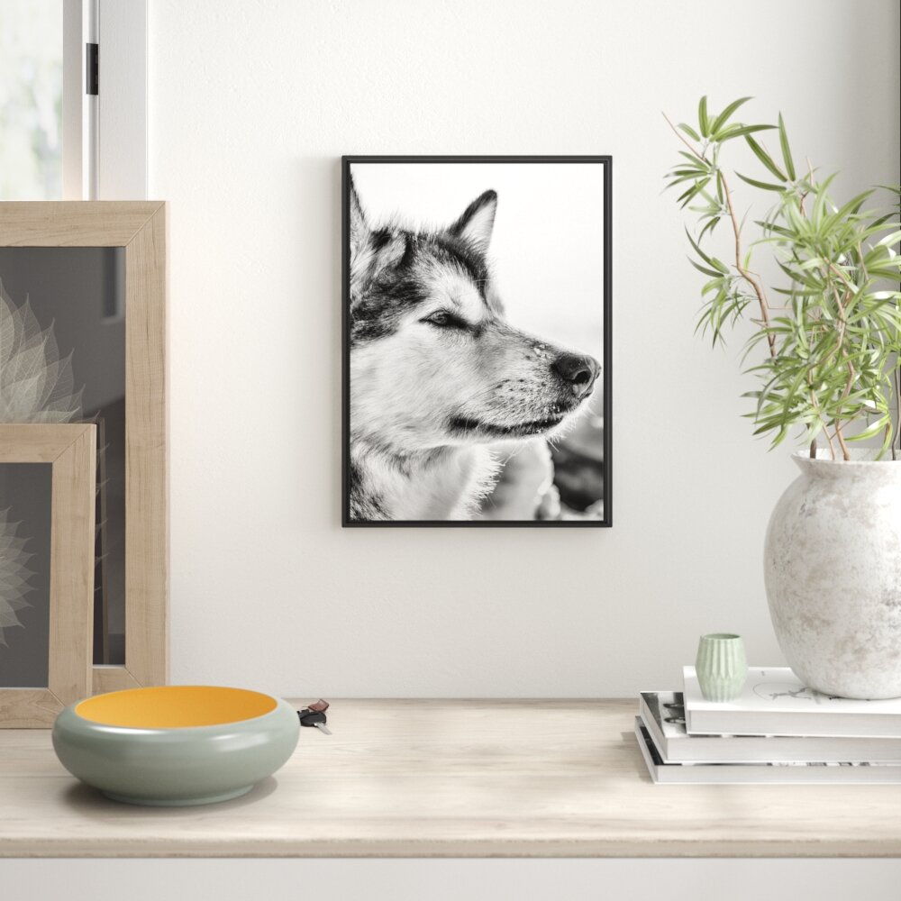 Gerahmtes Wandbild HuskySchnee