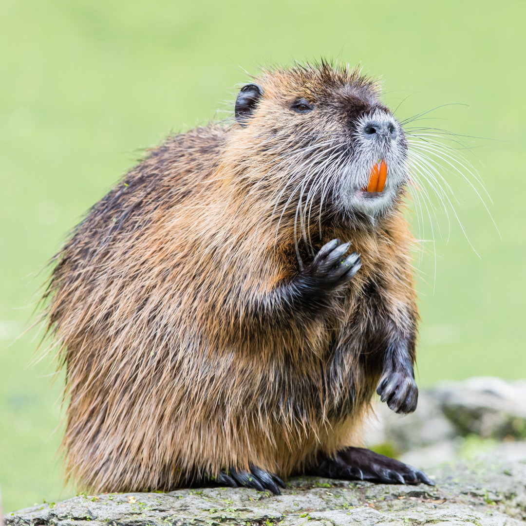 Leinwandbild Myocastor Coypus einzelnes Säugetier