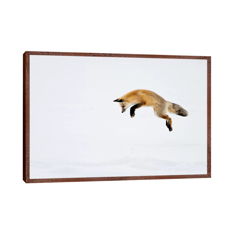 Red Fox Leaping For His Prey Under The Snow, Yellowstone National Park, Wyoming by Deborah Winchester - Floater Frame Print on Canvas