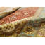 Wool Oriental Area Rug in Rust/Beige
