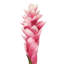 Tige de gingembre artificielle Real Touch-768138293