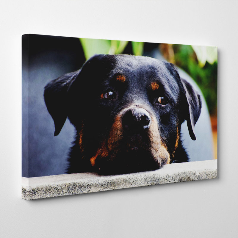 Rottweiler Dog Photographic - Wrapped Canvas, 50cm H x 76cm W