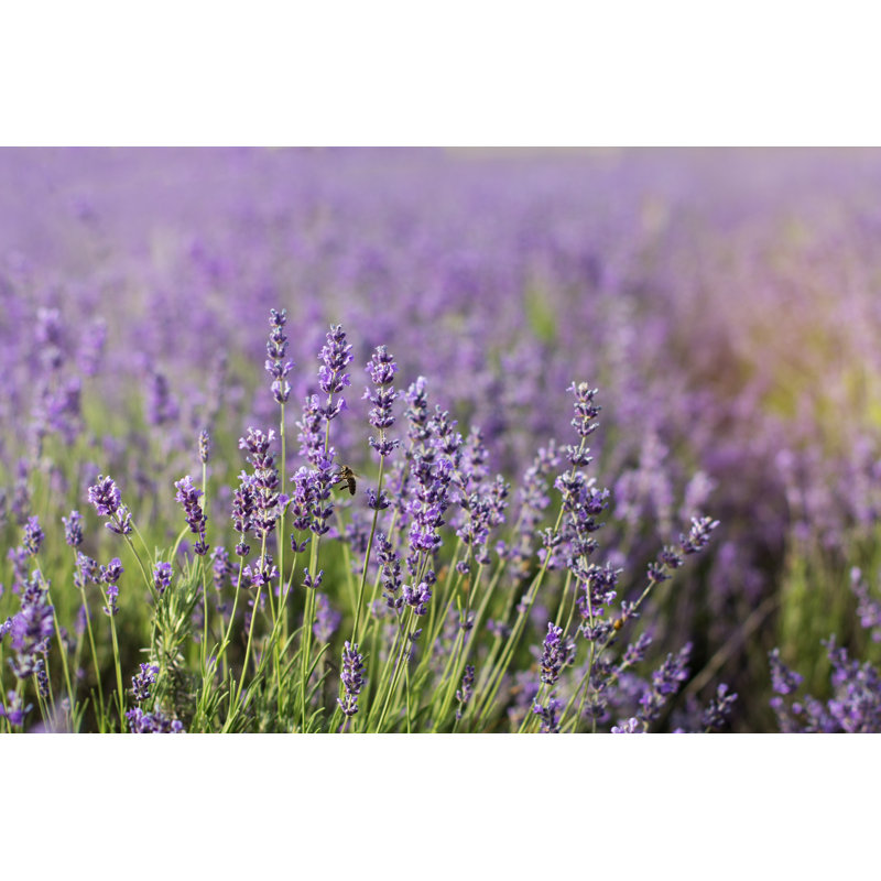 Lavender Field In Summer - Wrapped Canvas Print, 20cm H x 30cm W