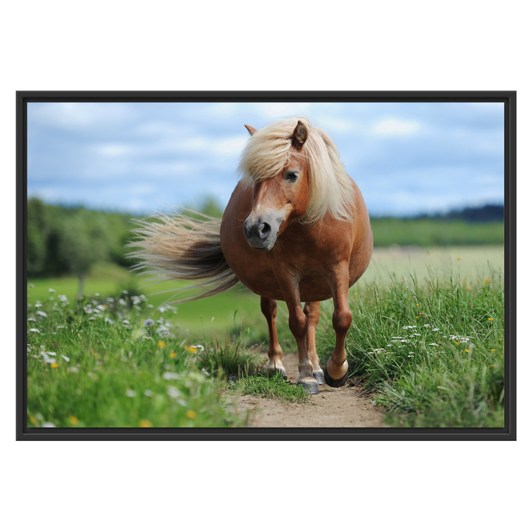 Gerahmtes Wandbild Shetlandpony auf der Wiese