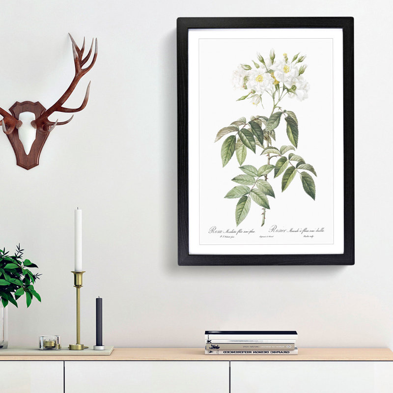 Musk Rose in White by Pierre-Joseph Redoute - Framed Print, 36cm H x 27cm W x 2cm D, Black Framed