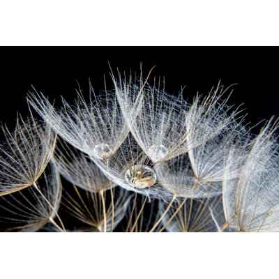 Dandelion by Ihsanyildizli