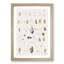 Types of Seashells PL. 4 by J.E. De Kay - Framed Print-55642116-55642117