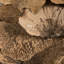 Vickerman Natural Botanicals 4"-6" Sponge Mushroom, Medium. Includes 50 pieces per Pack.