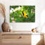 Crowle Oriole Songbirds-111823656