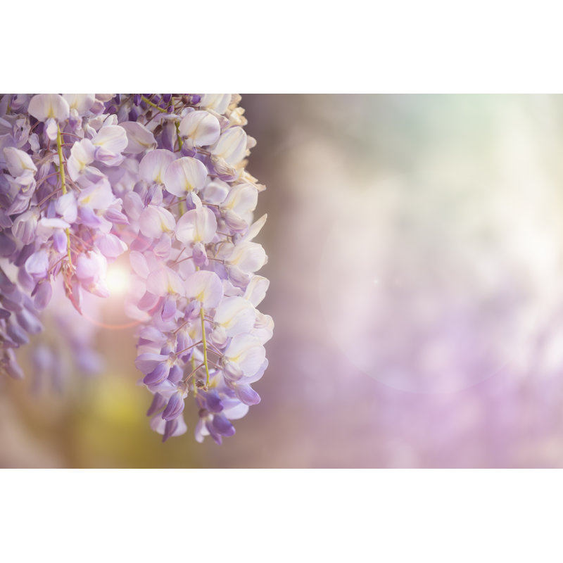 Wisteria Flowers In Sunlight by Rixipix - Wrapped Canvas Print, 30cm H x 46cm W x 3.8cm D