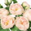 Bouquet de roses artificielles-1505945682
