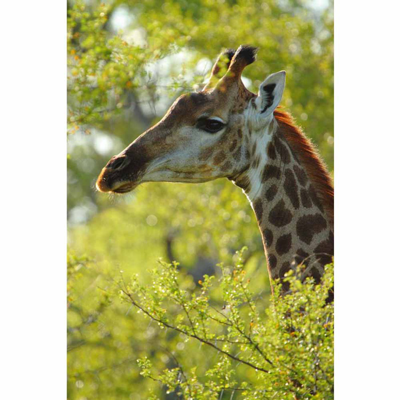 Animals Non-Wall Damaging Wall Decal, 36" H x 24" W