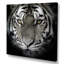 Impression monochrome sur toile, Portrait monochrome d'un tigre blanc IV-66801270-66801277