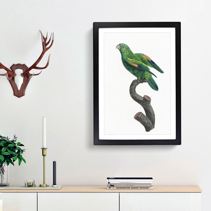 Marigold Lorikeet by F. Levaillant - Picture Frame Painting Print, 36cm H x 27cm W x 2cm D, Black Framed