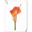20 pièces de fleurs de lys Calla-945559902