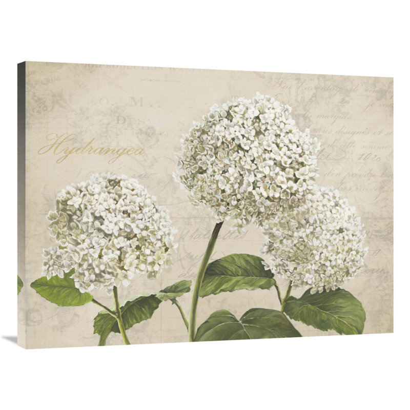 " Hydrangeas I ", 12" H x 16" W x 1.5" D