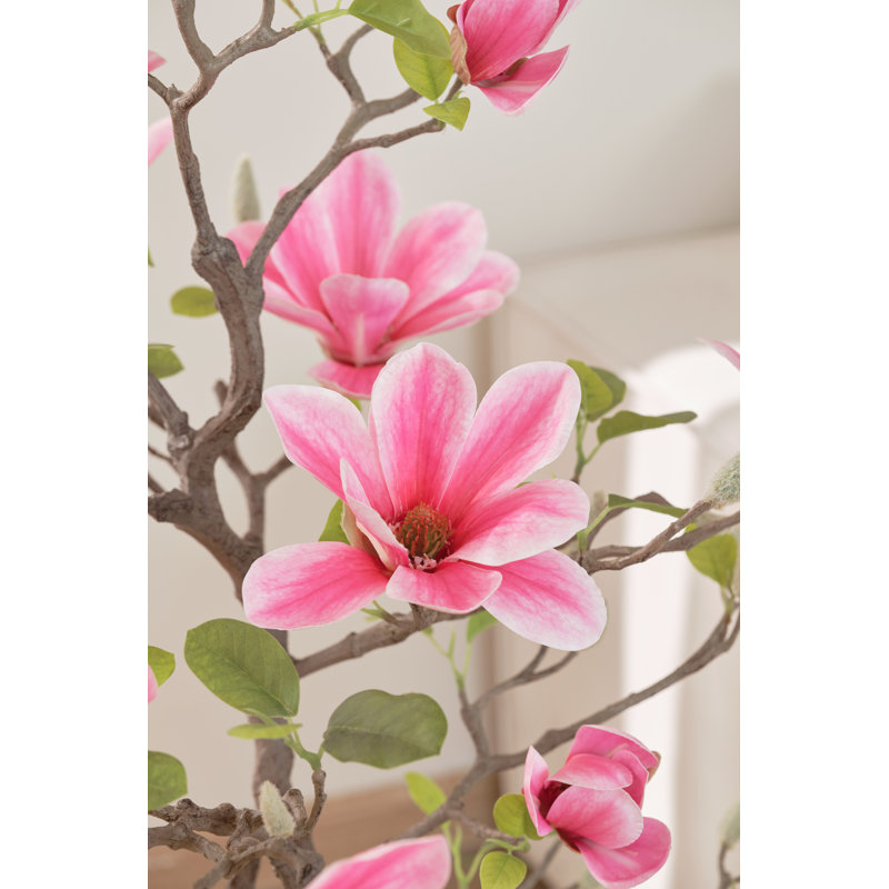 40" Pink Magnolia Flowering Tree in Pot