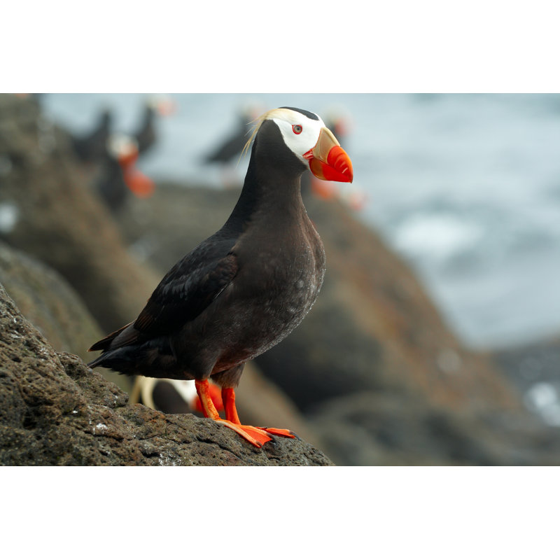 " Tufted Puffin " by Dpshp, 12" W x 8" H