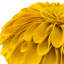  Housse et insert de coussin décoratif en tournesol Appliqued-717990371-717990370