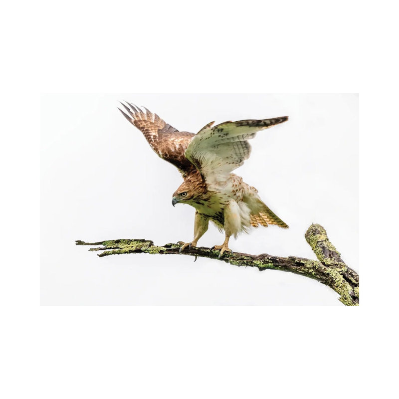 Stretch by David Gardiner - Print on Canvas, Wrapped Canvas, 66.04 cm H x 45.72 cm W x 3.175 cm D
