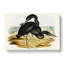 Blue Reef Herons by Elizabeth Gould - Wrapped Canvas-55362627