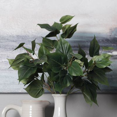 Philo Bush Ivy Plant