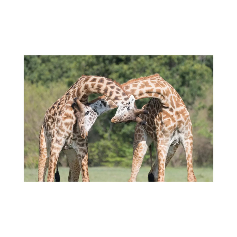 Africa, Kenya, Maasai Mara National Reserve. Male Giraffes Fighting. by Jaynes Gallery - Wrapped Canvas Painting