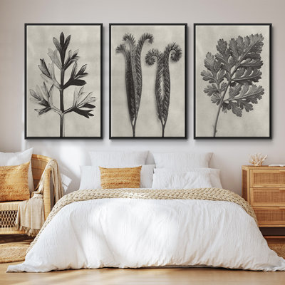Blossfeldt Botanical I 3 pièces