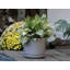 Pot de fleurs moderne de style mi-moderne avec soucoupe amovible, petit pot en grès - Intérieur-34376804