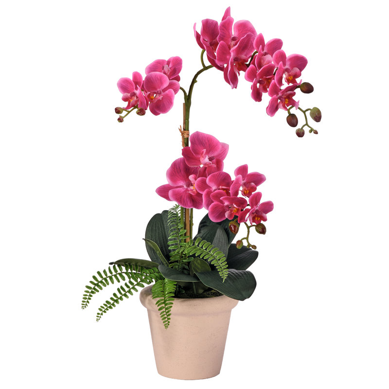 Phalaenopsis 23 po avec 3 bourgeons et fougère en pot terre cuite