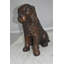 Statue en bronze d'épagneul cocker Josephs assis - Taille: L 20 po x l 10 po x H 16 po.