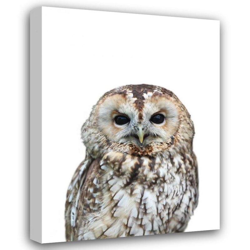 Loon Peak® Greer, art de la toile tendue par Lexie Gallery: Owl