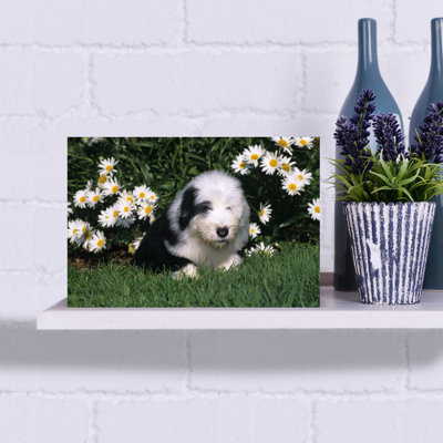 Vieil chiot berger anglais couché dans l'herbe avec des marguerites rétro, art mural rétro