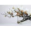 Arrangement illusion d'eau Magnolia Blooms-586216094